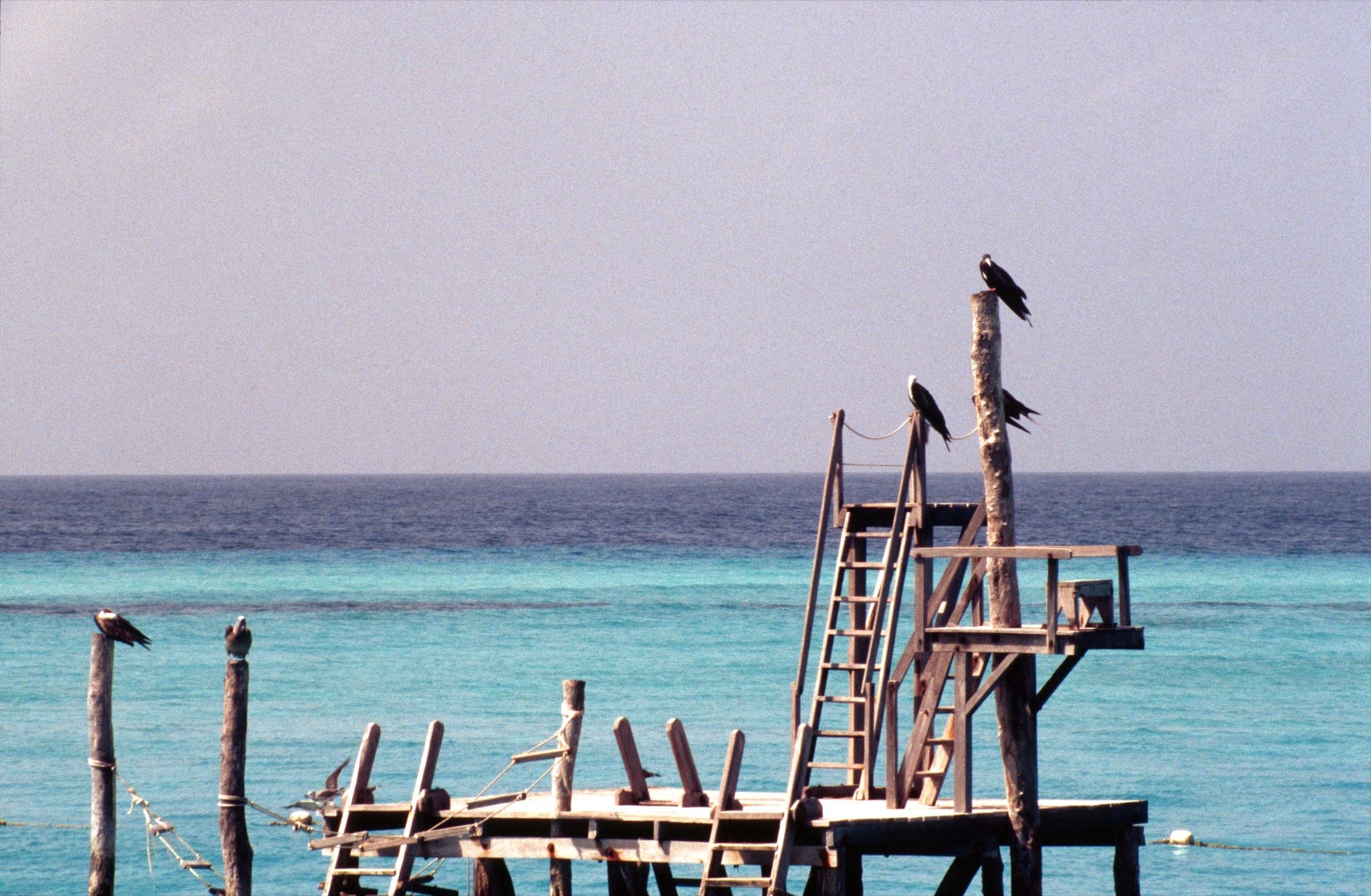 Palm trees and coastal horizon in Cancún, Mexico