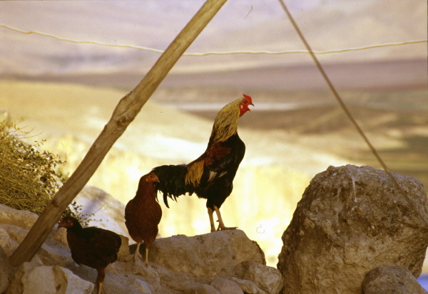 Roosters on cliffs in Hasankeyf