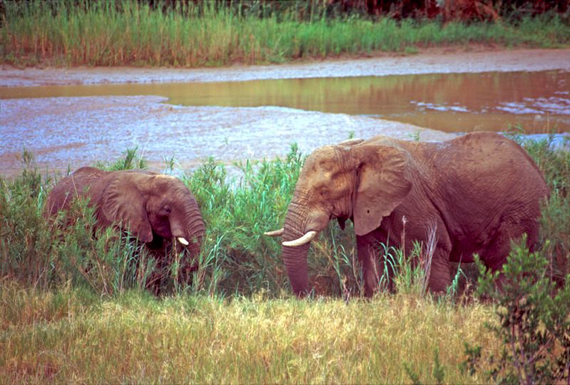Elephant walking through tall grassland