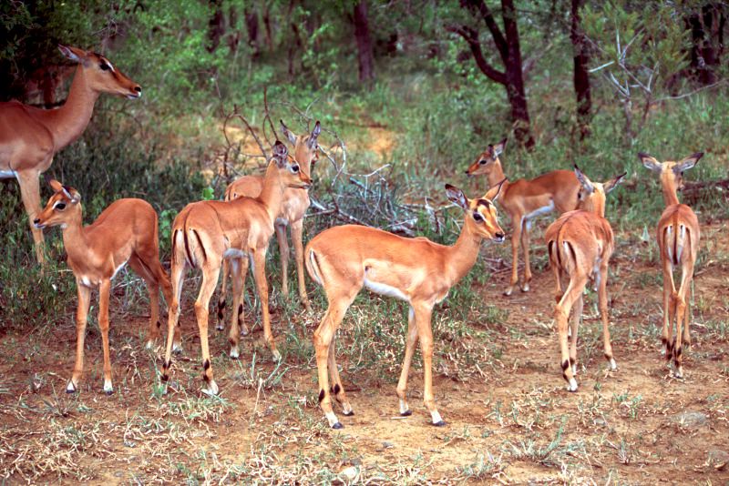 Impala herd alert in the bushveld