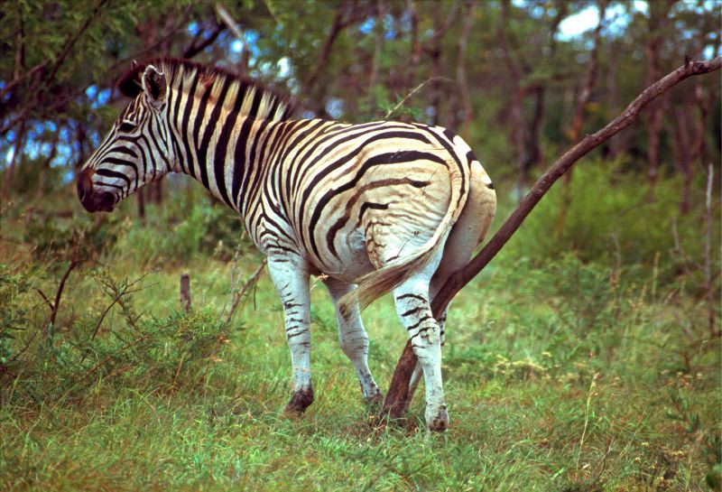 Zebra grazing in the savannah grasslands