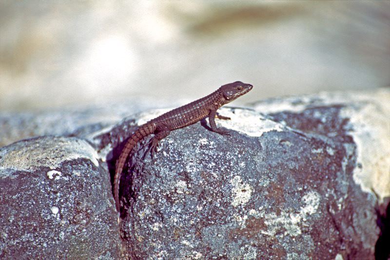 Agama lizard basking on rocks atop Table Mountain