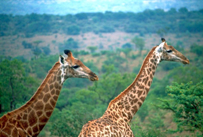 Two giraffes silhouetted against savannah trees