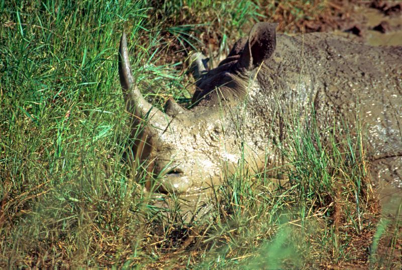 White rhinoceros grazing peacefully